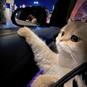 免费看黄的成人app
