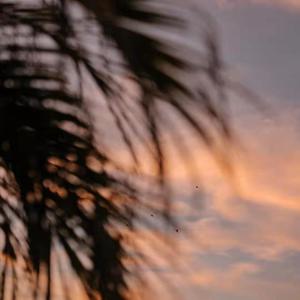 2O2O年正版先锋诗
